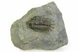 Uncommon Crotalocephalus Trilobite - Morocco #350436-3
